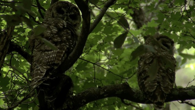 Spotted Owl (Mexican) - ML201661331