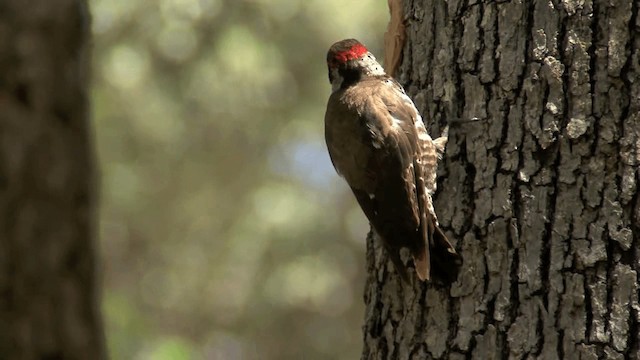 Arizona Woodpecker - ML201661391