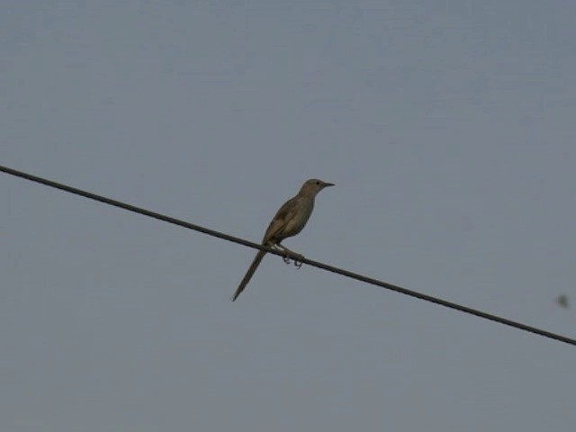 Striated Grassbird - ML201661581