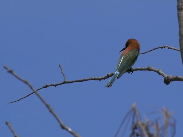 Rufous-crowned Bee-eater - ML201661611