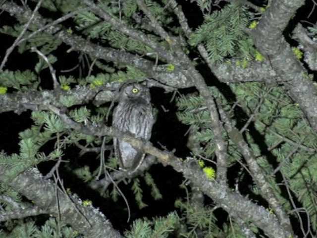 Western Screech-Owl (Northern) - ML201661781