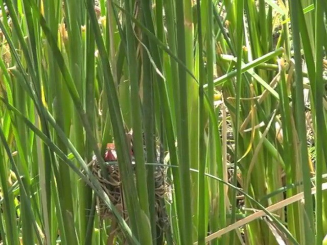 vlhovec červenokřídlý (ssp. californicus/mailliardorum) - ML201661791