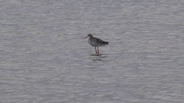 Spotted Redshank - ML201662031