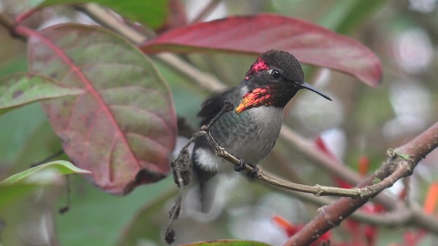 Bee Hummingbird - ML201662491