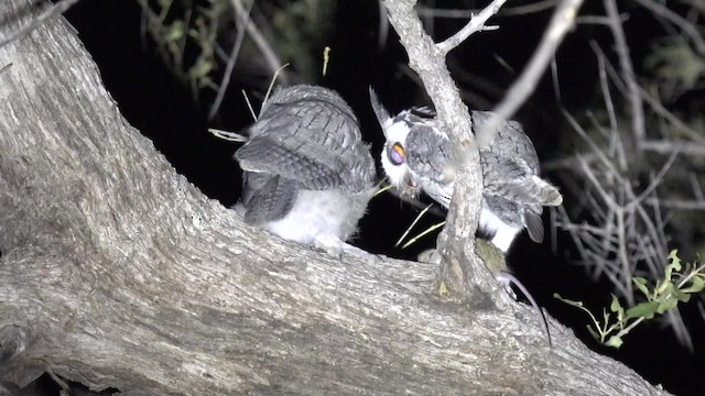 Southern White-faced Owl - ML201662631