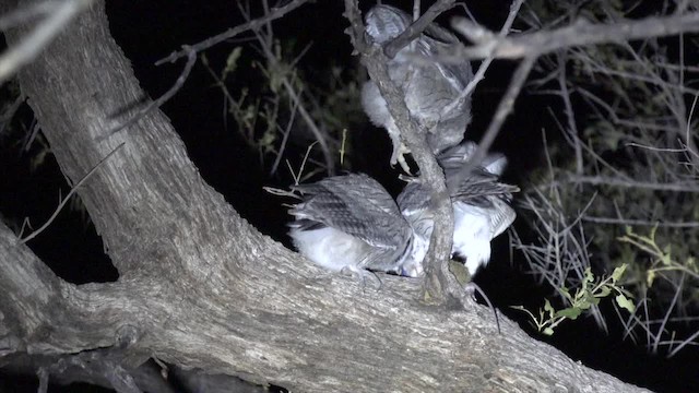 Southern White-faced Owl - ML201662641