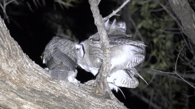 Southern White-faced Owl - ML201662651