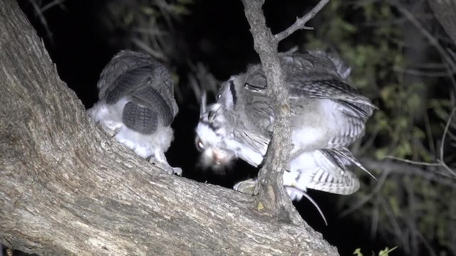 Southern White-faced Owl - ML201662661