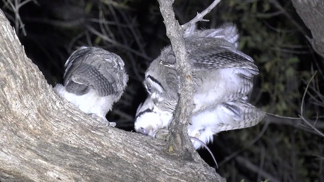 Southern White-faced Owl - ML201662681