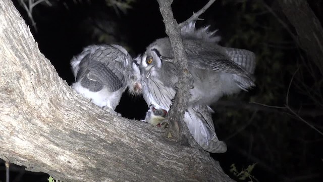 Southern White-faced Owl - ML201662691