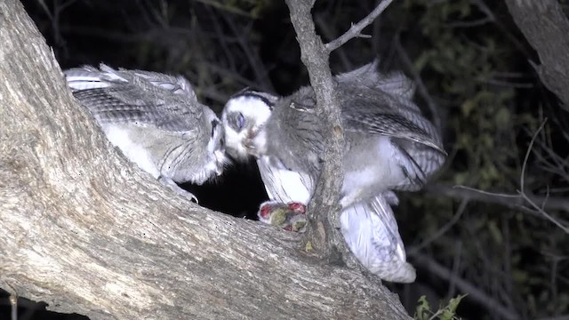 Southern White-faced Owl - ML201662701