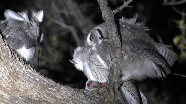 Southern White-faced Owl - ML201662711