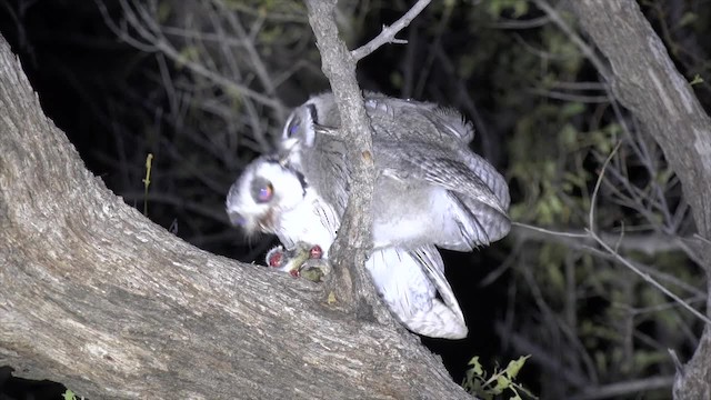 Southern White-faced Owl - ML201662721