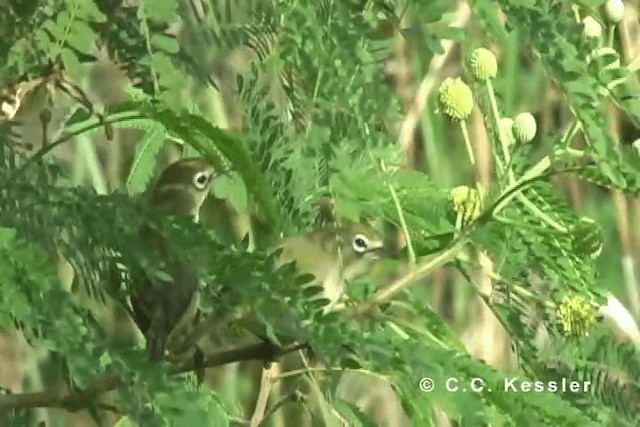  - Bridled White-eye (Saipan)