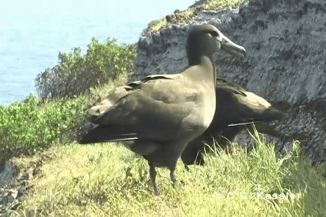 Albatros à pieds noirs - ML201663211