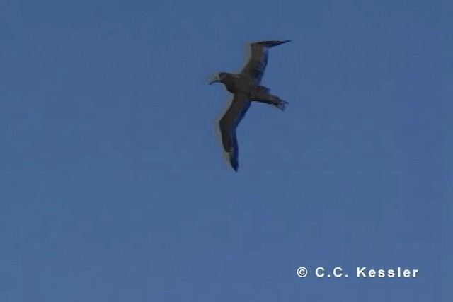 Albatros à pieds noirs - ML201663241