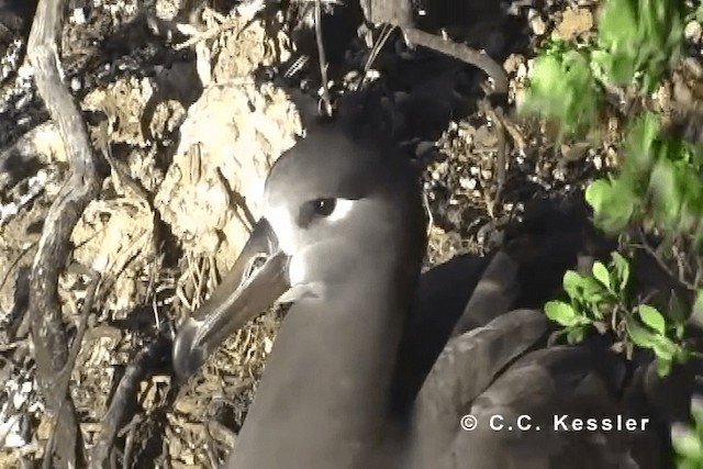 Albatros à pieds noirs - ML201663271