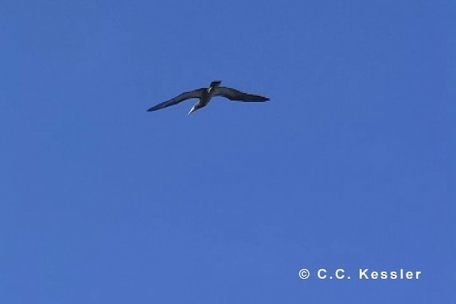 Brown Booby (Forster's) - ML201663331