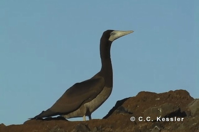 Brown Booby (Forster's) - ML201663341