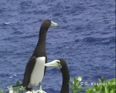 Brown Booby (Forster's) - ML201663371