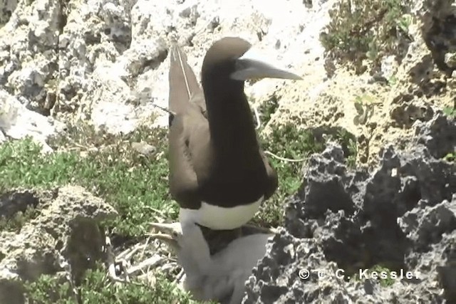 Brown Booby (Forster's) - ML201663391