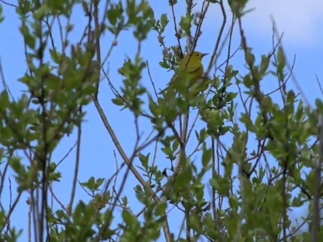 Yellow Warbler (Northern) - ML201663831