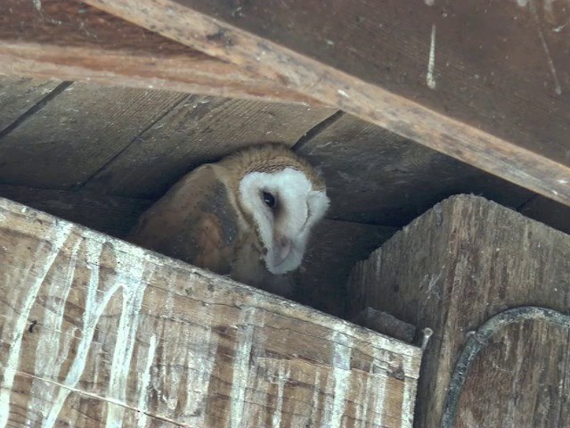 Barn Owl (American) - ML201663921