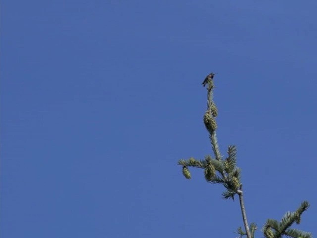 Calliope Hummingbird - ML201664001