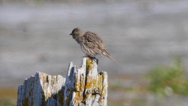 Savannah Sparrow (Savannah) - ML201664171