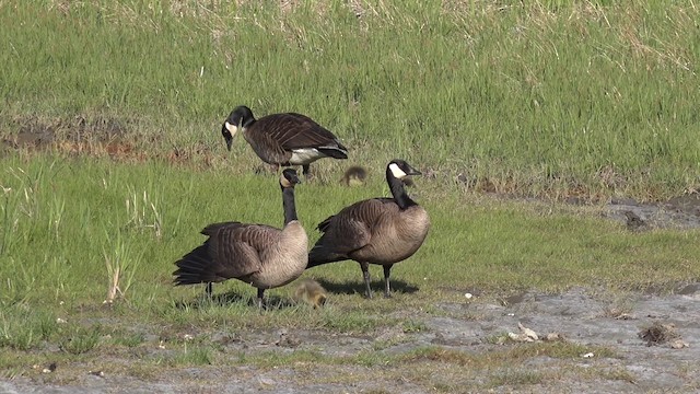 Canada Goose (occidentalis/fulva) - ML201664181