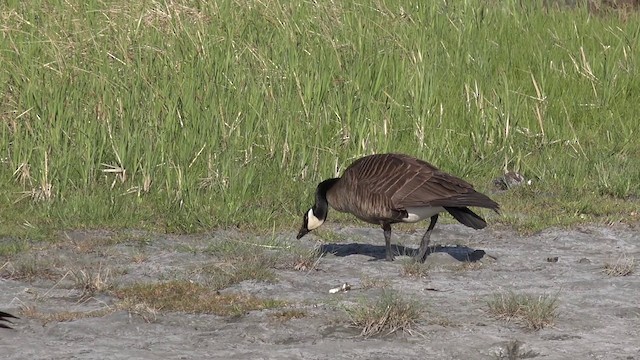 Canada Goose (occidentalis/fulva) - ML201664191