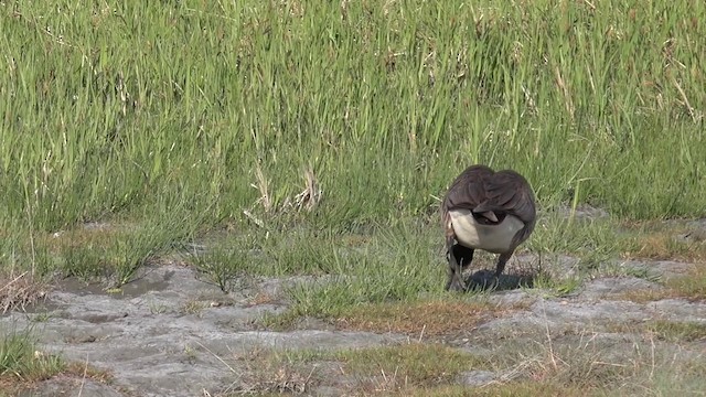Canada Goose (occidentalis/fulva) - ML201664201