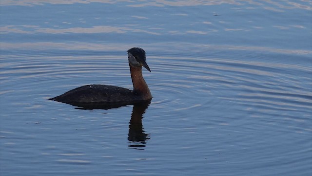 Red-necked Grebe - ML201664261