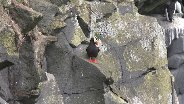 Tufted Puffin - ML201664491