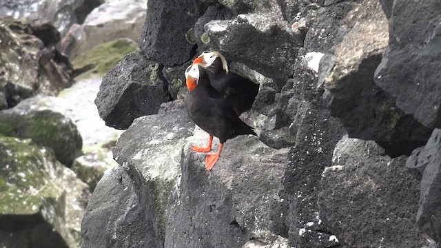 Tufted Puffin - ML201664521