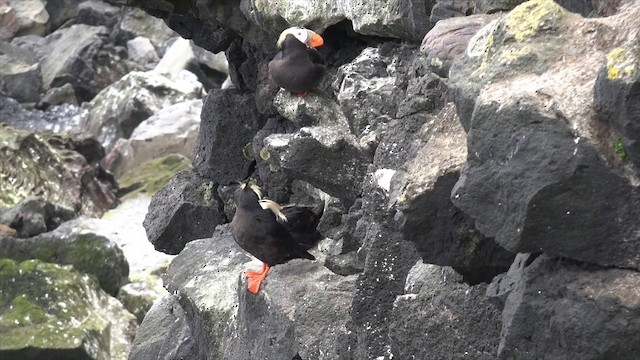 Tufted Puffin - ML201664531