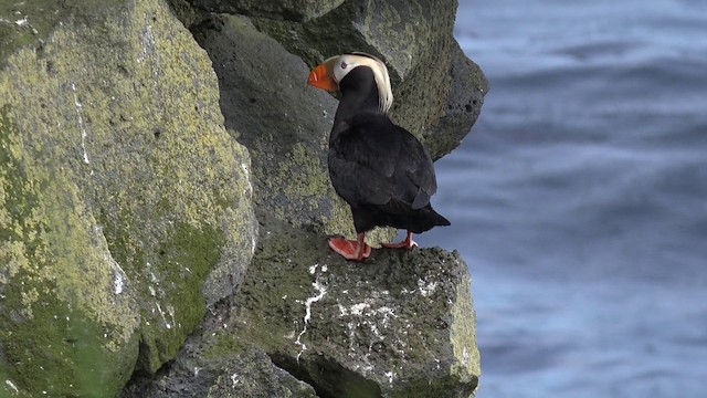Tufted Puffin - ML201664571