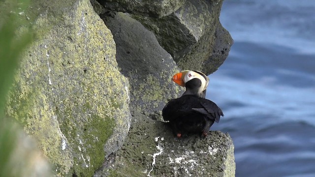 Tufted Puffin - ML201664591