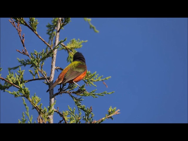 Painted Bunting - ML201664711