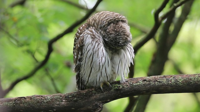 Barred Owl - ML201664781