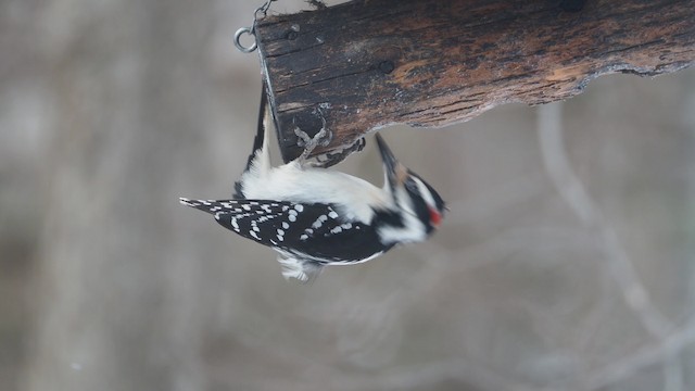 Hairy Woodpecker (Eastern) - ML201664821