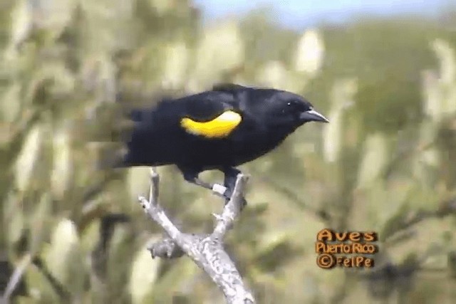 Yellow-shouldered Blackbird - ML201664871