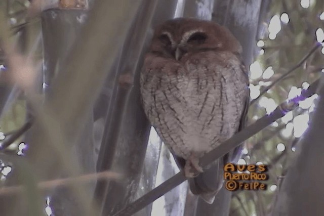 Puerto Rican Owl - ML201664941