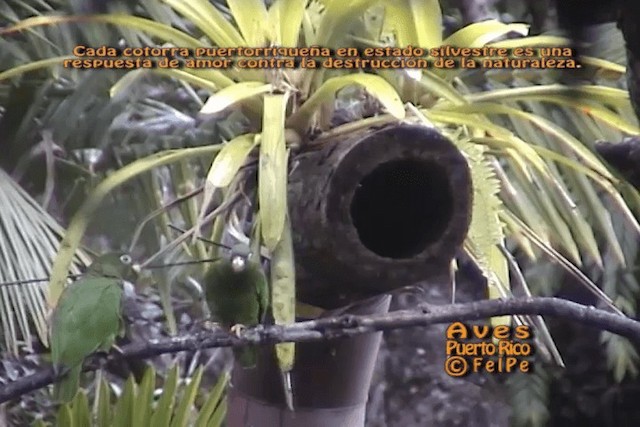  - Puerto Rican Amazon