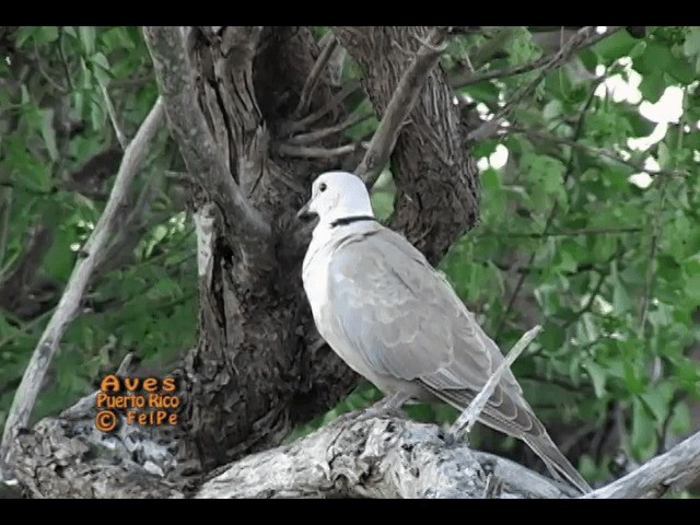 African Collared-Dove - ML201665101