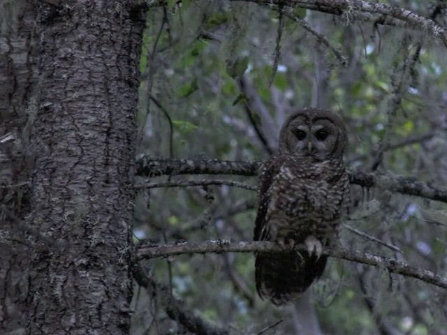 Spotted Owl (Northern) - ML201665991