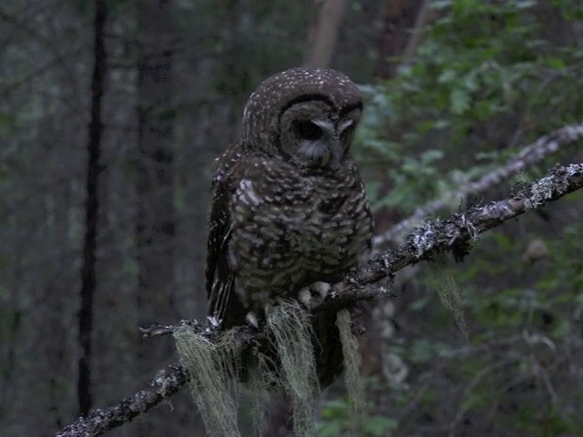 Spotted Owl (Northern) - ML201666001