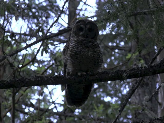 Spotted Owl (Northern) - ML201666011