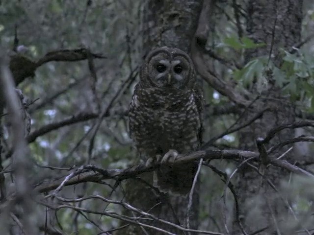 Spotted Owl (Northern) - ML201666031