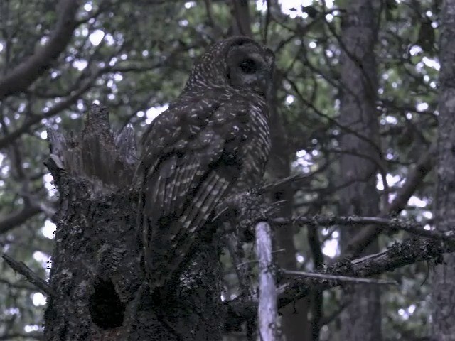 Spotted Owl (Northern) - ML201666051